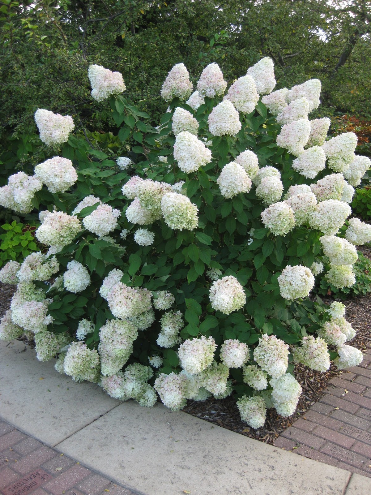 Sweet summer hydrangea deals